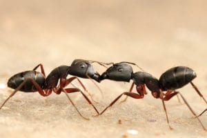 Two carpenter ants fighting each other.
