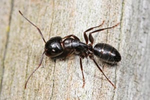 Carpenter ant on a wooden surface.