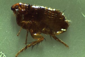 Flea on a gray surface.