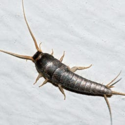 Silverfish on a white surface.