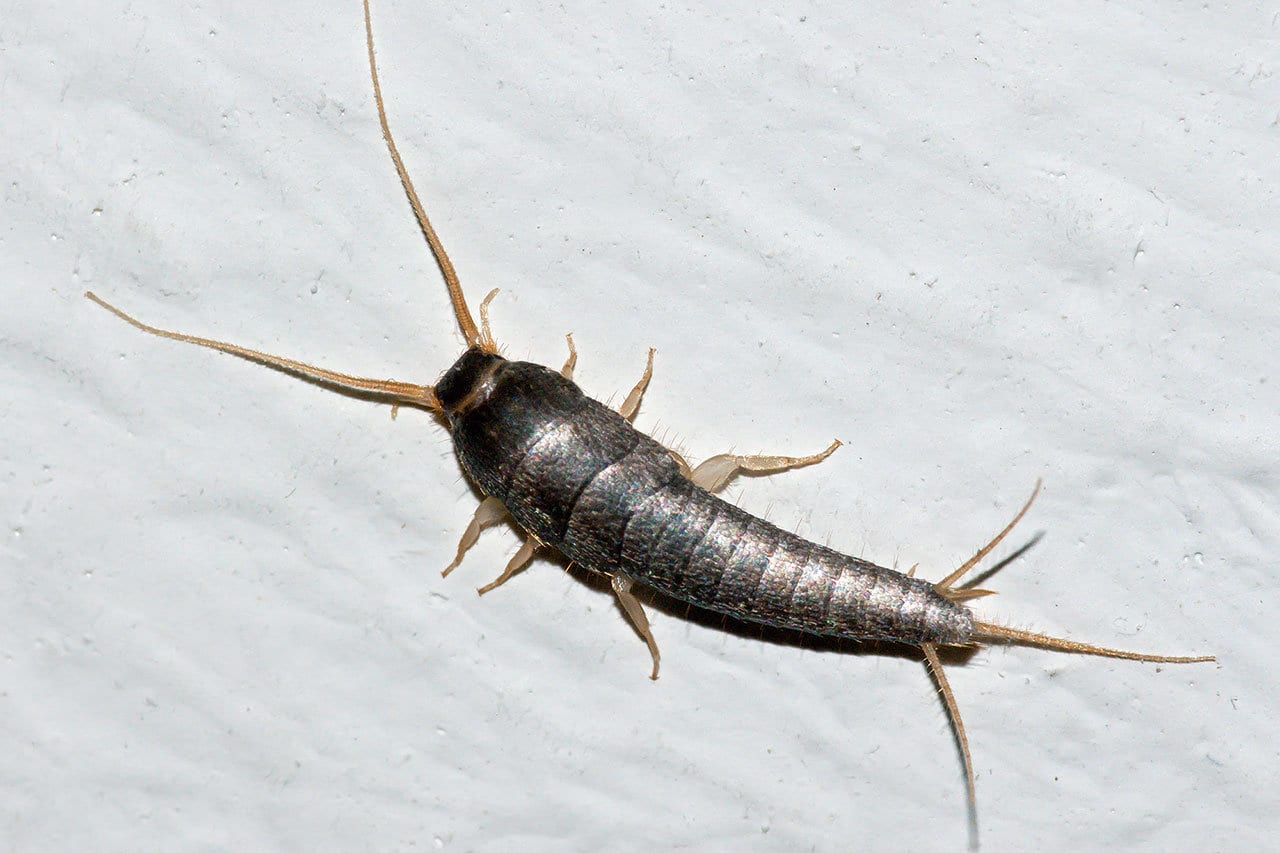 Silverfish on a white surface.