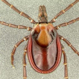 Tick on a gray surface.