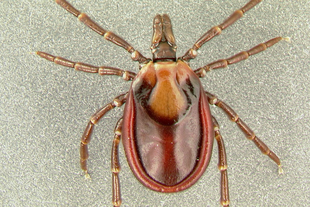 Tick on a gray surface.