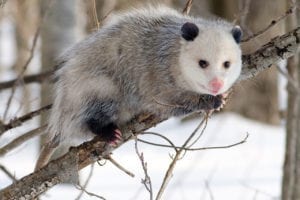 Possum looking for access to a property