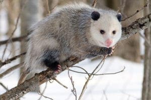 Possum looking for access to a property