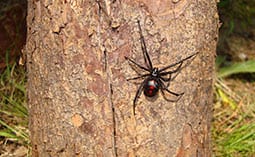 Black widow spider on a tree.