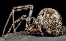 Spider on a black surface.