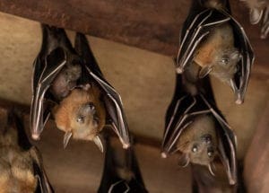 Fruit Bat, Cyneropterus brachyotis, Mother with juvenile