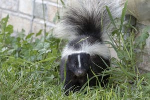 skunks in the yard