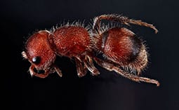 Ant on a black surface.