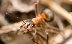 Closeup of an ant's face.