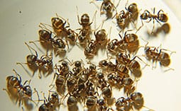 Many ants on a white surface.