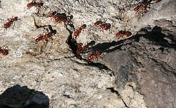 Many ants on a rock.
