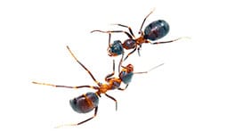 Two ants on a white surface.