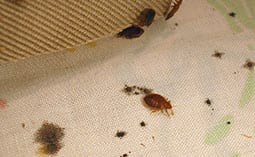 Bed bug on a white linen with stains.