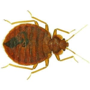 Bed bug on a white surface.