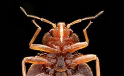 Bed bug on a black surface.