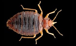 Bed bug on a black surface.