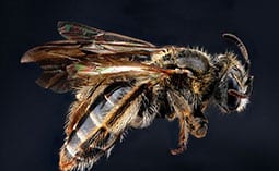 Bee on a black surface.