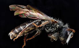 Bee on a black surface.