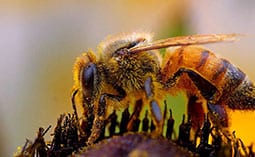 Bee on a flower.