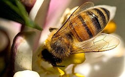 Bee pollinating a white and yellow flower.