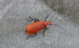 Red beetle on a rock.