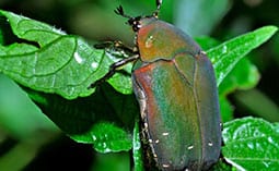 Iridescent beetle on a leaf.