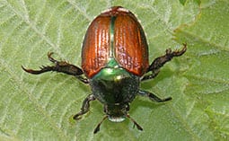 Beetle on a leaf.