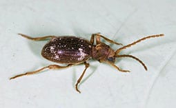 Beetle on a white surface.