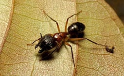 Carpenter ant on a leaf.