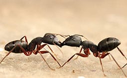 ants