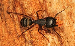 Carpenter ant chewing wood on a wooden surface.