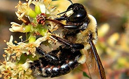 Carpenter bee on a flower.