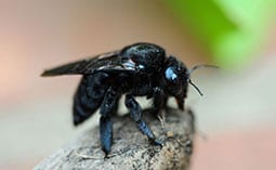 Carpenter bee on a rock.