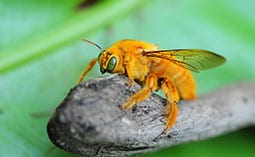 Carpenter bee on a twig.