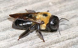Carpenter bee on a wooden surface.
