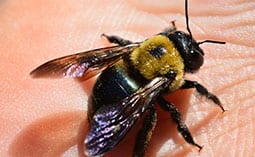 Carpenter bee on a person's hand.