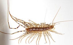 Centipede on a white surface.