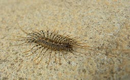 Centipede on a concrete surface.