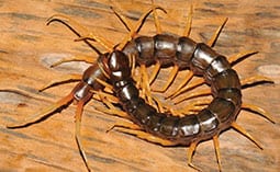 Centipede on a wooden surface.