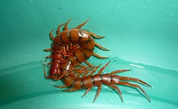 Centipede on a blue surface.