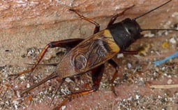 Cricket on a rock.