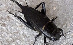 Cricket on a concrete surface.