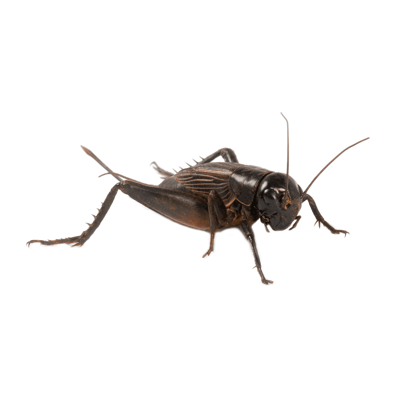 Crickets Pest Control Florida & New Jersey Excel Pest Services