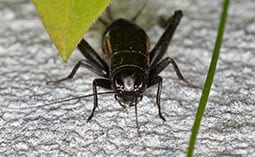 Cricket on a concrete surface next to a leaf.