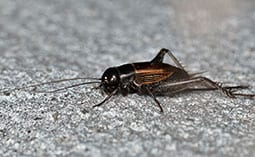 Cricket on a concrete surface.