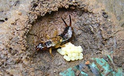 Earwig laying eggs in a hole in the dirt.