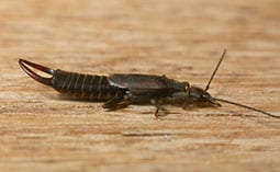 Earwig on a wooden surface.