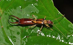 Earwig on a leaf.